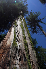 Redwoodtree, Sequoia, Giant sequoias, Yosemite National Park, California, USA