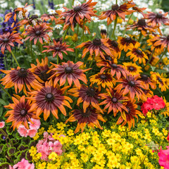 yellow and orange flowers in the garden