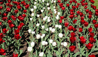 Obraz premium Wiele czerwonych tulipanów w kwietniku w słoneczny wiosenny dzień