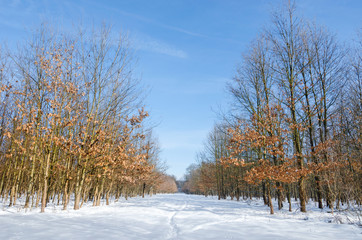 Winter landscape with snow, trees and blue sky, in the morning
