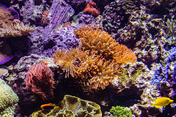 Colorful coral reef with sea anemones, underwater life