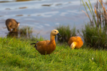 The ruddy shelduck on the shore of a small pond