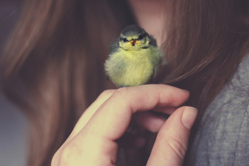 Little bird sitting on hand