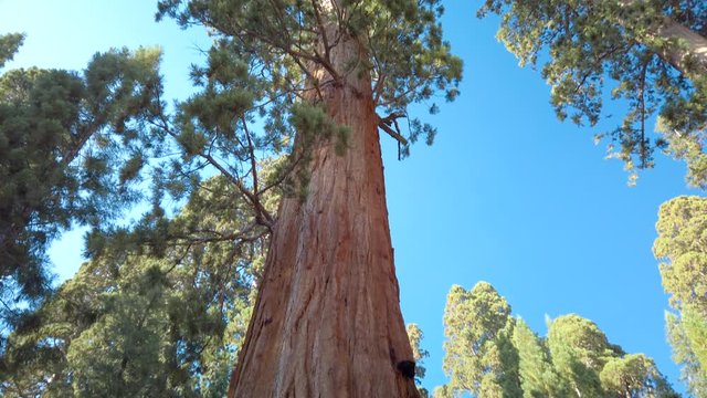 Curvy girl admires General Sherman a giant sequoia (Sequoiadendron giganteum) tree in Giant Forest of Sequoia National Park in the U.S. California. By volume, it is the largest living tree on Earth