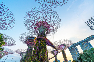 Super Tree, Singapore © Piotr