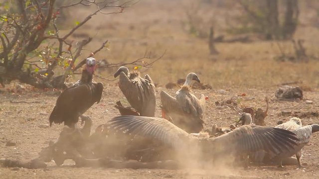 Lappet faced Vulture and White backed Vulture scavenging in Kruger National park, South Africa ; Specie family &nbsp;Torgos tracheliotos and  Gyps africanus of Accipitridae