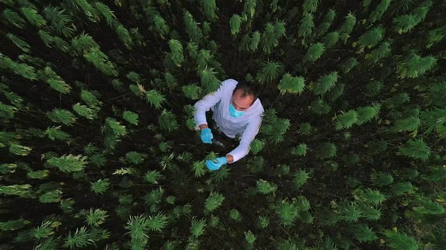 Aerial shot of scientist on marijuana field observing CBD hemp flowers with magnifying glass