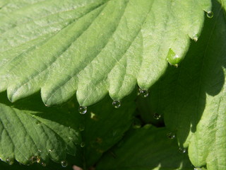 dewdrops on strawberry leaves 