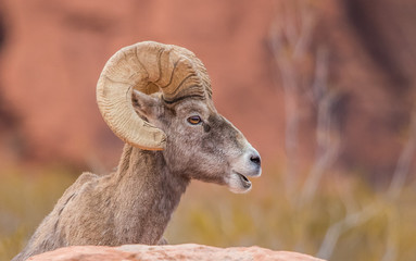 Male bighorn sheep