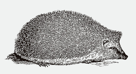 European hedgehog, erinaceus europaeus in side view. Illustration after an antique woodcut from the 19th century © M