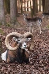Mufflon liegt im Wald 