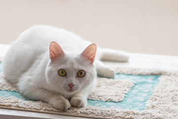 White cat with amber eyes looking up on the mat