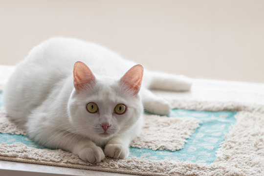 White cat with amber eyes looking up on the mat