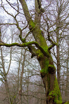 tree in forest
