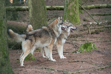 2 Wölfe im Wald