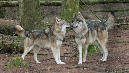 zwei Wölfe beschnuppern sich im Wald
