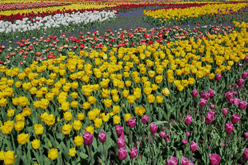 Fototapeta premium チューリップの花畑