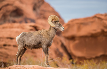 Male bighorn sheep