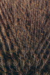Aerial photography of bare aspen treetop in winter woodland