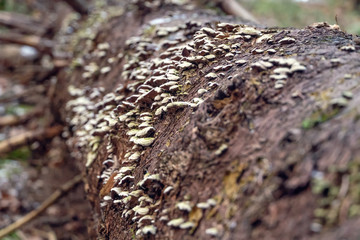 A lot of small gray mushrooms on a fallen tree in the autumn November forest close up