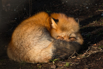 Schlafender Rotfuchs