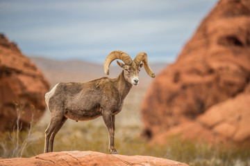 Male bighorn sheep