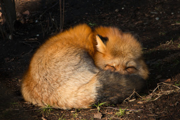 schlafender Rotfuchs