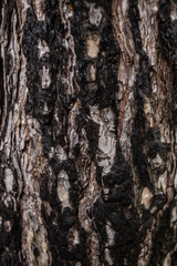  texture of charred bark of an old tree
