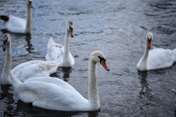close up view of the Vltava river 