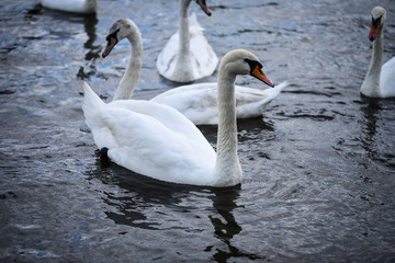 close up view of the Vltava river 