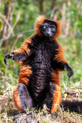 Red ruffed lemur standing in front of camera (Varecia rubra), Andasibe reserve, Madagascar © lnichetti