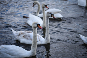 close up view of the Vltava river 