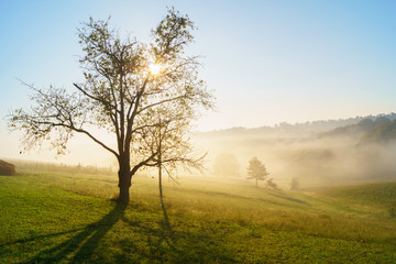 trees in the field in foggy morning
