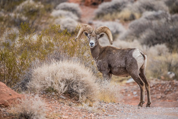 Male bighorn sheep