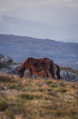 Fototapeta na wymiar Bonitos cavalos selvagens a pastar nas montanhas ao pôr do sol