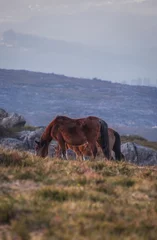 Fotobehang Bonitos cavalos selvagens a pastar nas montanhas ao pôr do sol © Romano Alves