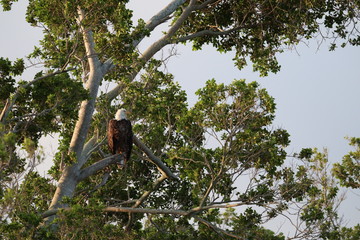 Fototapeta premium Nature is Florida's Treasure