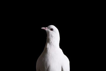 Close-up of a white dove on a dark background. A white dove looks at the camera. The white dove is a symbol of peace, purity, love, serenity, hope.