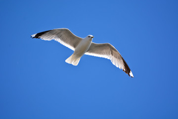 A seagull flying in blue sky. 