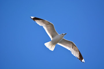 A seagull flying in blue sky. 