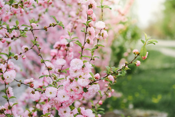 Pink double blooming almond blossomed in the garden in the spring.