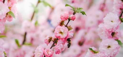 Pink double blooming almond blossomed in the garden in the spring.
