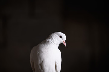 Close-up of a white dove on a dark background. A white dove looks at the camera. The white dove is a symbol of peace, purity, love, serenity, hope.