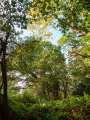 Obraz premium Lush and very green natural nature scene outside trees branches leaves background