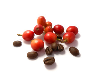 Red coffee beans and the roasted coffee beans isolated on white background.