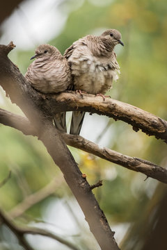 Inca Doves / Tortolas sobre rama