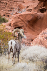 Male bighorn sheep