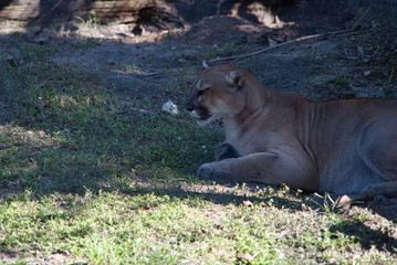Florida Panther Puma Concolor coryi Katze