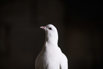 Close-up of a white dove on a dark background. A white dove looks at the camera. The white dove is a symbol of peace, purity, love, serenity, hope.