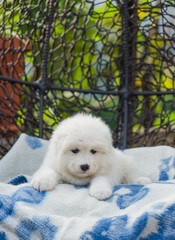cute Samoyed puppy lies in an armchair in the yard